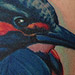 Tattoos - Kingfisher Tattoo - 71679